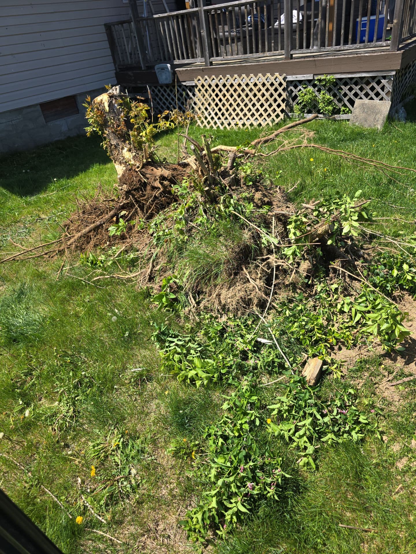 Landscaping project photo - Yard Cleanup & Property Refresh